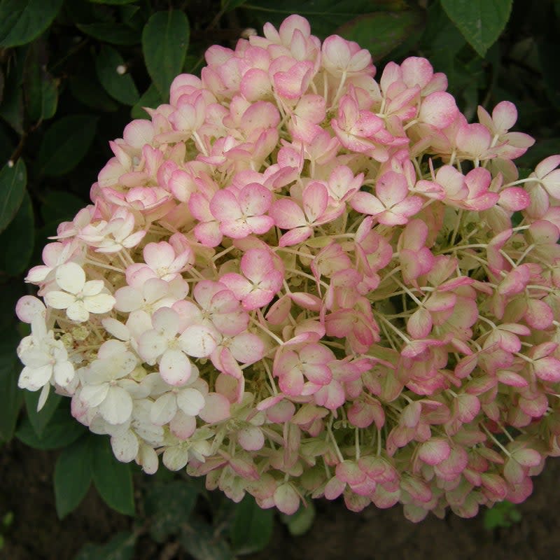 Bobo Bobo Panicle Hydrangea up close.