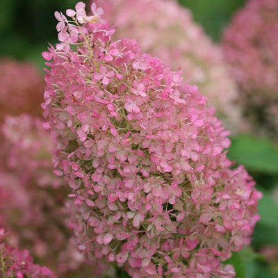 Bobo Bobo Panicle Hydrangea up close.