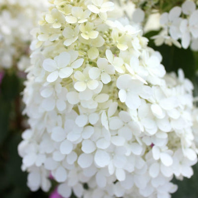 Bobo Bobo Panicle Hydrangea up close.