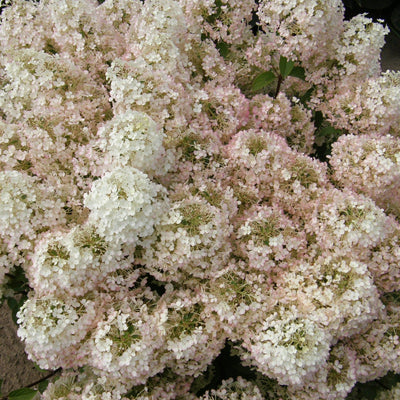 Bobo Panicle Hydrangea up close.