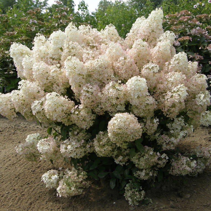 Bobo Bobo Panicle Hydrangea in focus.