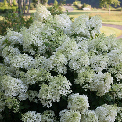 Bobo Panicle Hydrangea in focus.