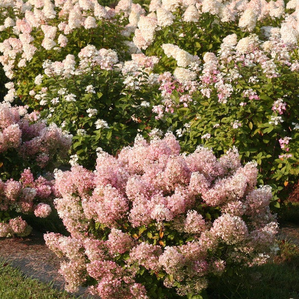 Bobo Bobo Panicle Hydrangea in use.