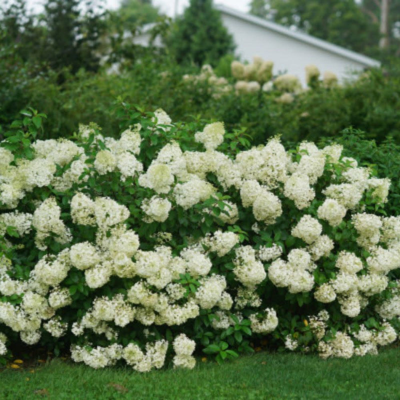 Bobo® Panicle Hydrangea (Hydrangea paniculata)