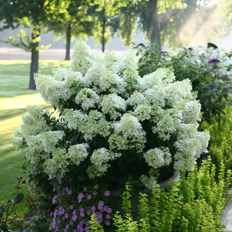 Bobo Panicle Hydrangea in use.