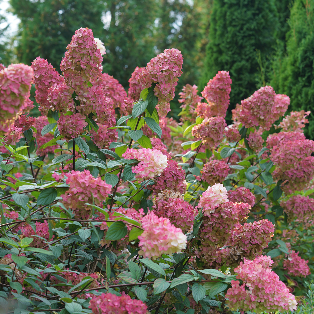 Panicle Hydrangea | Fire Light® | Proven Winners® Shrubs – Proven