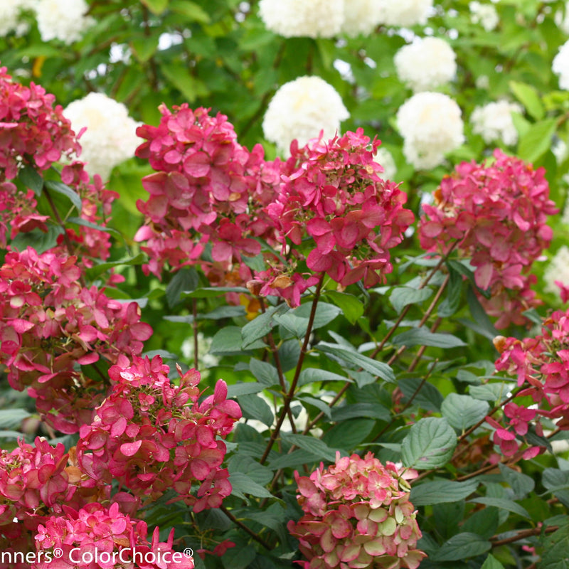 Fire Light Panicle Hydrangea up close.