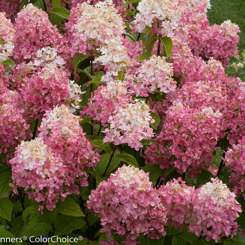 Fire Light Panicle Hydrangea up close.