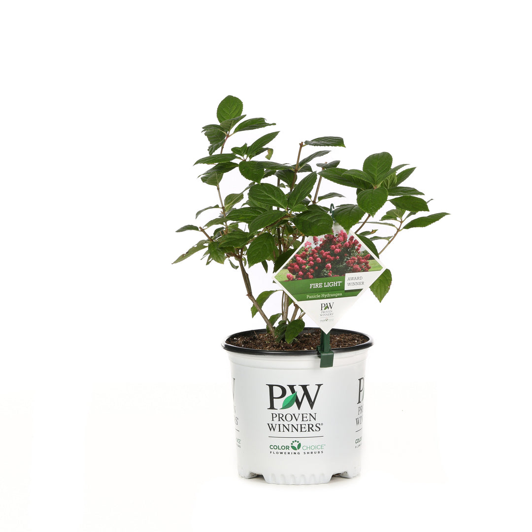 Fire Light Panicle Hydrangea in container.