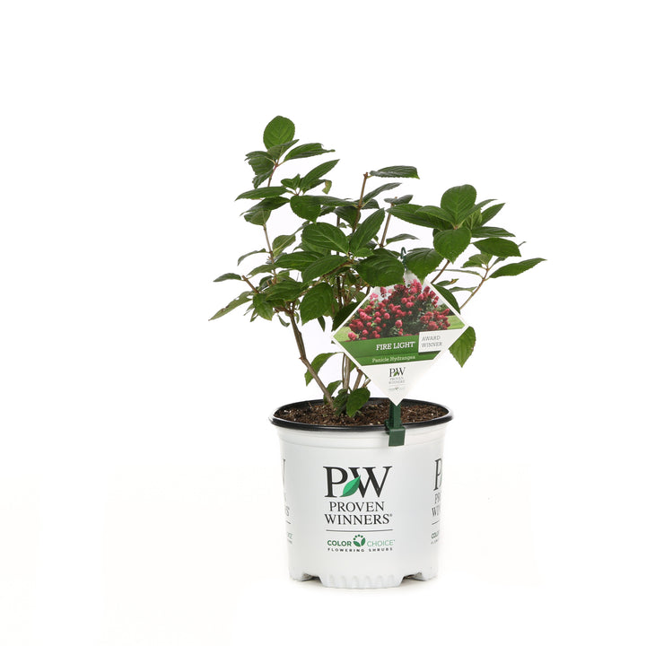 Fire Light Panicle Hydrangea in container.