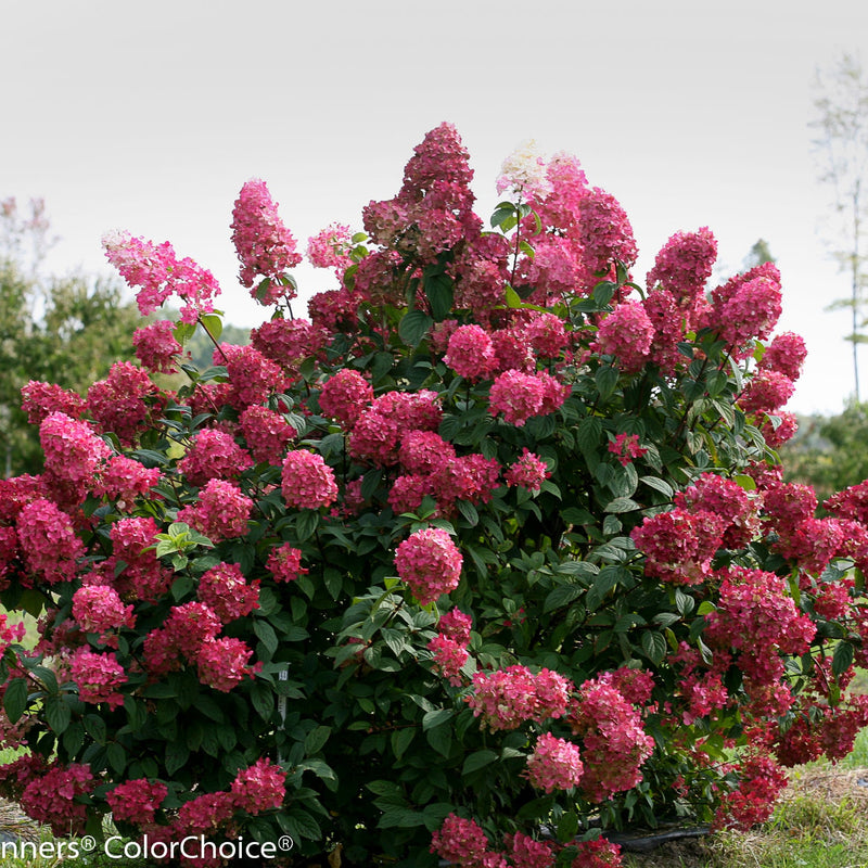 Fire Light Panicle Hydrangea in focus.