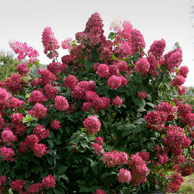 Fire Light Panicle Hydrangea in focus.