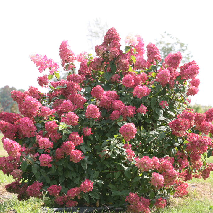 Panicle Hydrangea | Fire Light® | Proven Winners® Shrubs – Proven