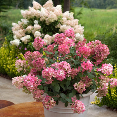 Fire Light Panicle Hydrangea in use.