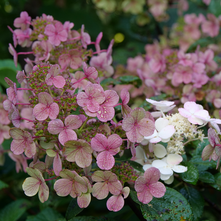 Panicle Hydrangea | Little Quick Fire® | Proven Winners® Shrubs