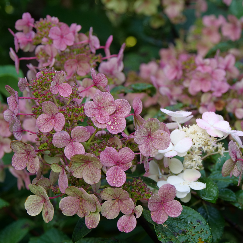 Little Quick Fire Little Quick Fire Panicle Hydrangea up close.