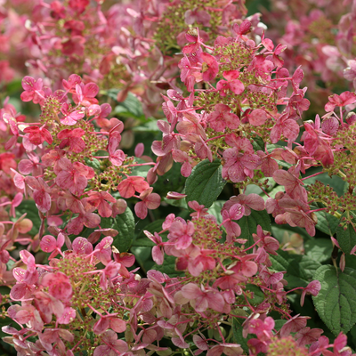 Little Quick Fire Little Quick Fire Panicle Hydrangea up close.