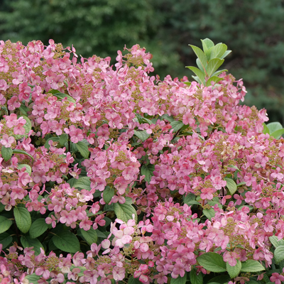 Little Quick Fire Little Quick Fire Panicle Hydrangea in focus.