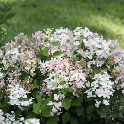 Little Quick Fire Little Quick Fire Panicle Hydrangea in focus.