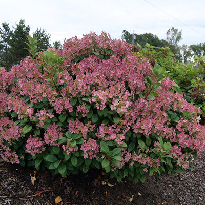 Little Quick Fire Little Quick Fire Panicle Hydrangea in focus.