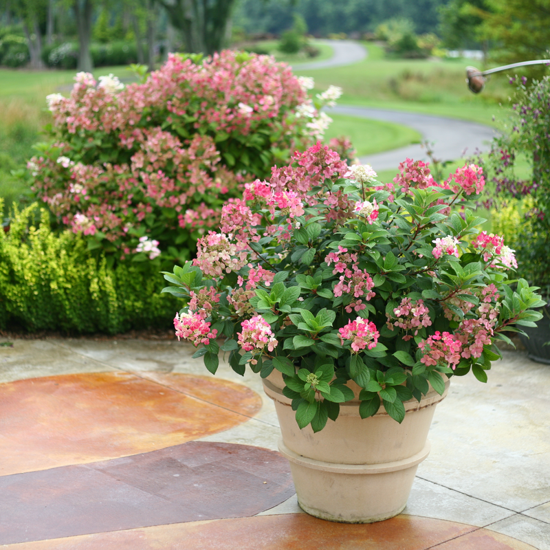 Little Quick Fire Little Quick Fire Panicle Hydrangea in use.