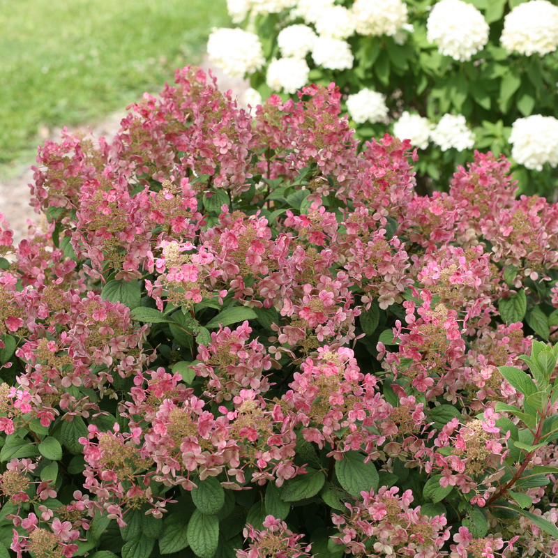 Little Quick Fire Little Quick Fire Panicle Hydrangea in use.