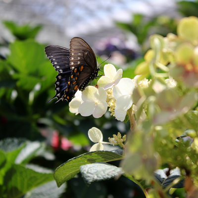 Little Quick Fire Little Quick Fire Panicle Hydrangea in use.