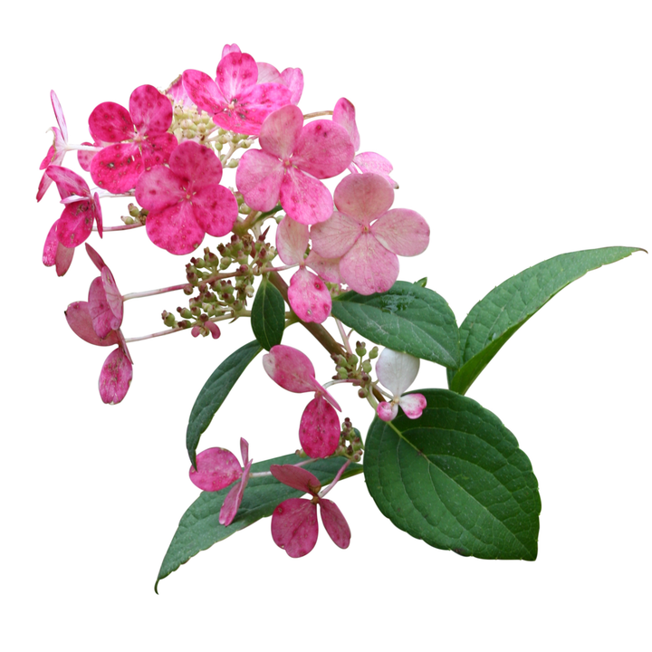 Little Quick Fire® Panicle Hydrangea (paniculata)