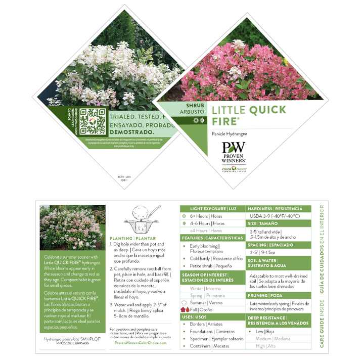 Little Quick Fire® Panicle Hydrangea (paniculata)