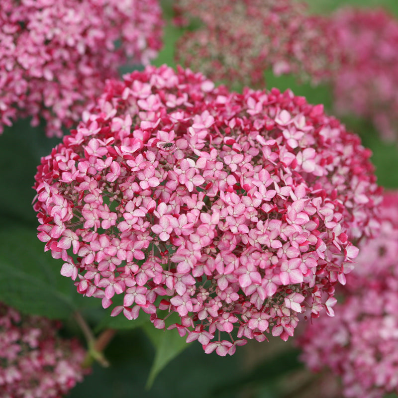 Invincibelle Spirit II Smooth Hydrangea up close.