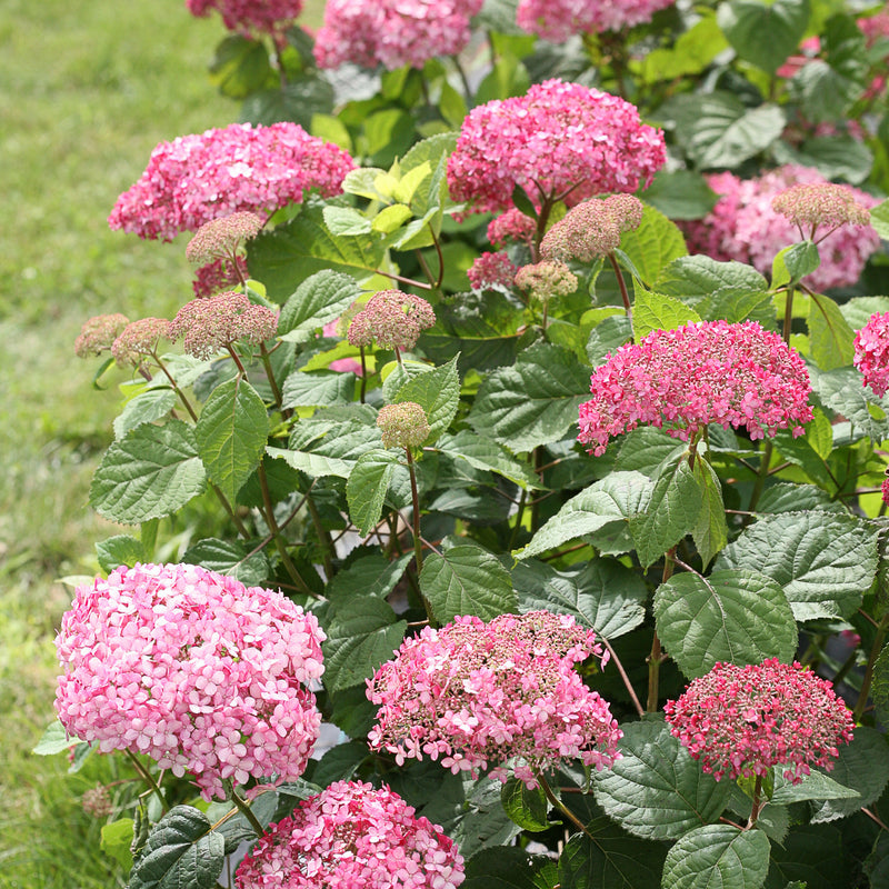 Invincibelle Spirit II Smooth Hydrangea up close.