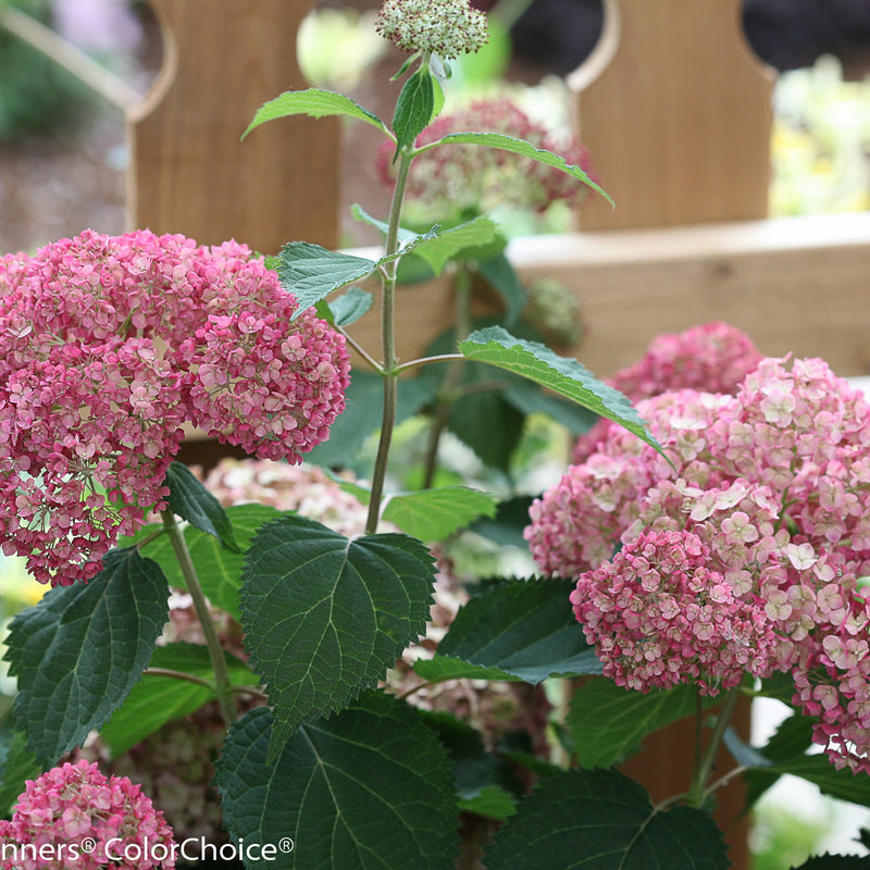 Invincibelle Spirit II Smooth Hydrangea up close.