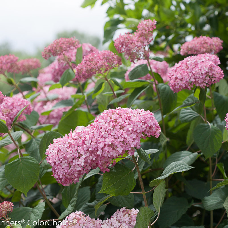 Invincibelle Spirit II Smooth Hydrangea up close.