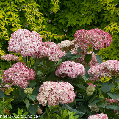 Invincibelle Spirit II Smooth Hydrangea up close.