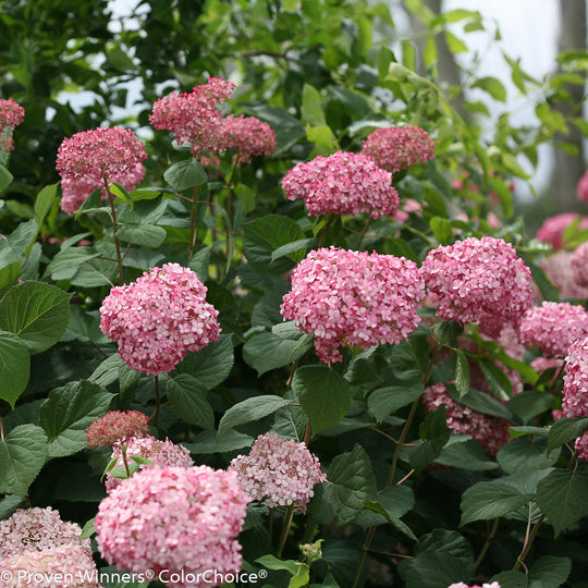 Invincibelle® Spirit II Smooth Hydrangea (arborescens)