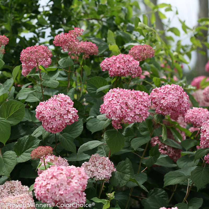 Invincibelle Spirit II Smooth Hydrangea up close.