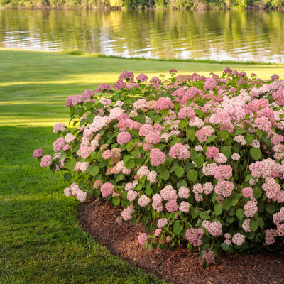 Invincibelle Spirit II Smooth Hydrangea in focus.