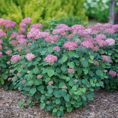 Invincibelle Spirit II Invincibelle Spirit II Smooth Hydrangea in focus.