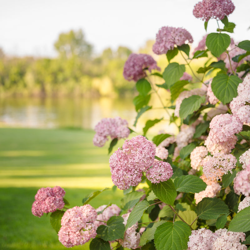 Invincibelle Spirit II Smooth Hydrangea in focus.