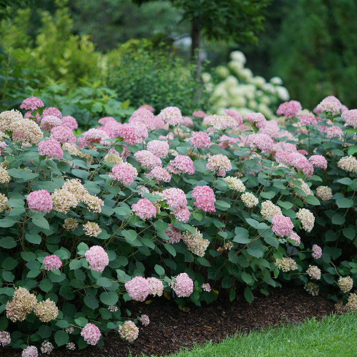 Smooth Hydrangea | Invincibelle® Spirit II | Proven Winners Smooth Hydrangea | Invincibelle® Spirit II | Proven Winners
