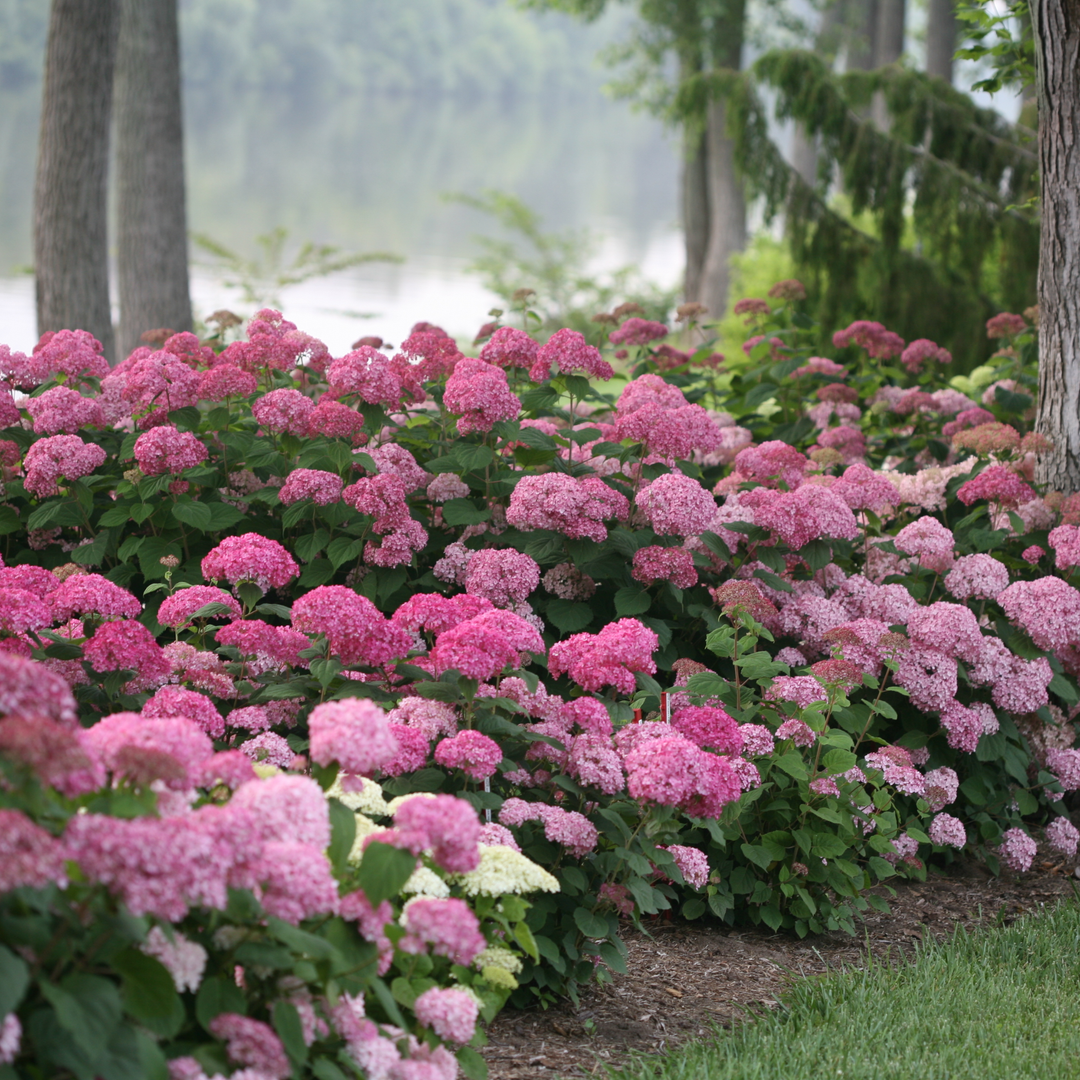 Invincibelle® Spirit II Smooth Hydrangea (arborescens)