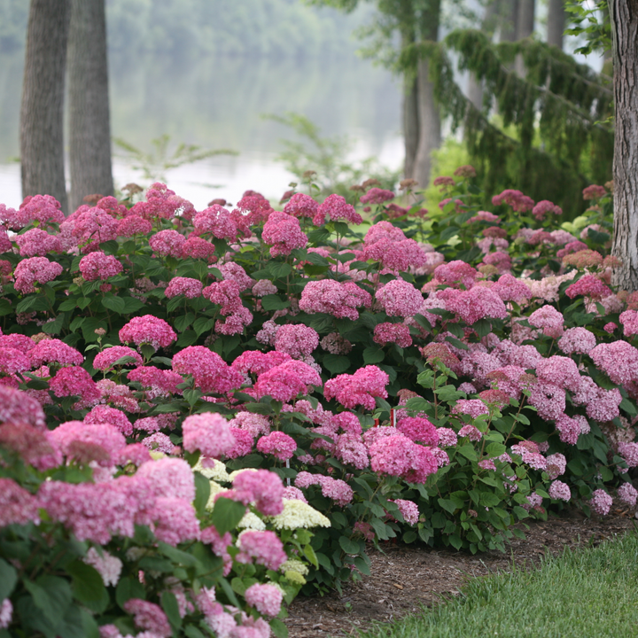 Invincibelle® Spirit II Smooth Hydrangea (arborescens)