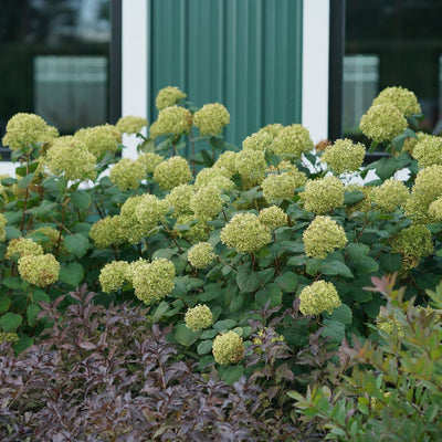 Invincibelle Spirit II Smooth Hydrangea in use.