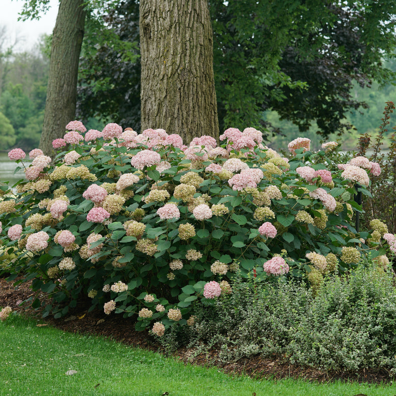 Invincibelle Spirit II Smooth Hydrangea in use.