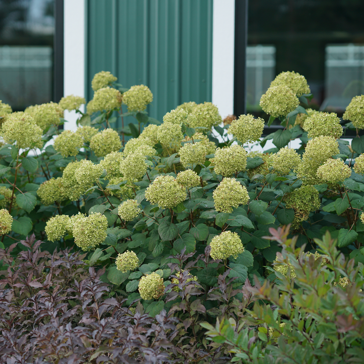 Invincibelle® Spirit II Smooth Hydrangea (arborescens)