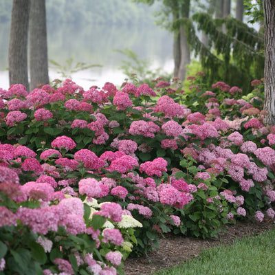 Invincibelle Spirit II Smooth Hydrangea in use.