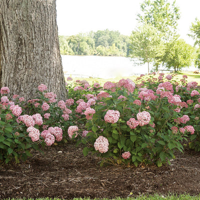 Invincibelle Spirit II Smooth Hydrangea in use.