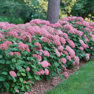 Invincibelle Spirit II Smooth Hydrangea in use.