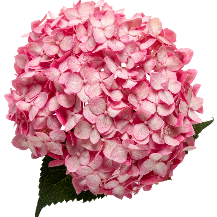 Invincibelle® Spirit II Smooth Hydrangea (arborescens)