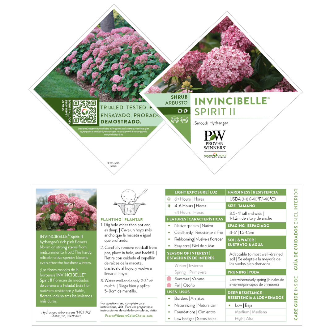 Hydrangea4936ページ Smooth Hydrangea | Invincibelle® Spirit II | Proven Winners